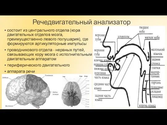 Речедвигательный анализатор состоит из центрального отдела (кора двигательных отделов мозга, преимущественно левого