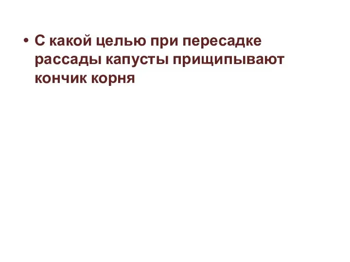 С какой целью при пересадке рассады капусты прищипывают кончик корня