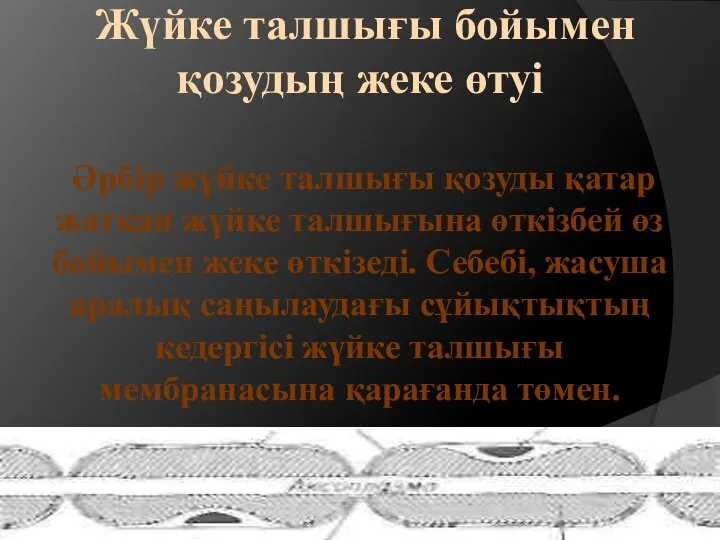 Жүйке талшығы бойымен қозудың жеке өтуі Әрбір жүйке талшығы қозуды қатар жатқан