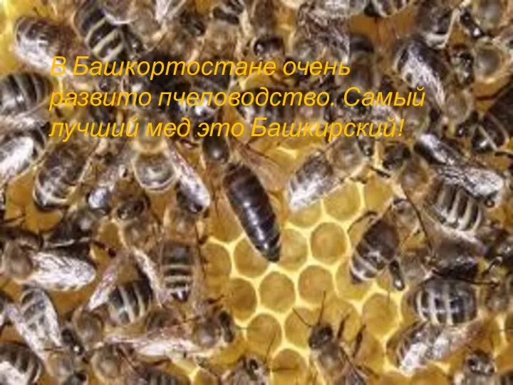 В Башкортостане очень развито пчеловодство. Самый лучший мед это Башкирский!