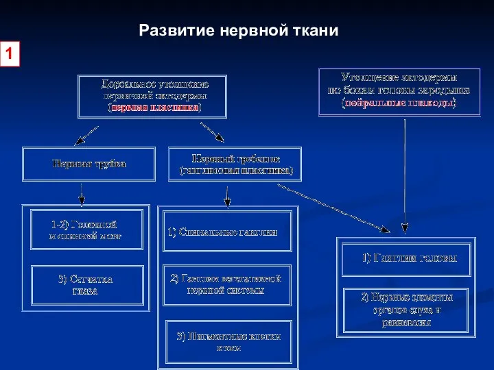 Развитие нервной ткани 1