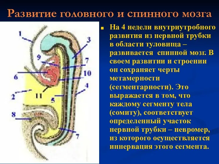 Развитие головного и спинного мозга На 4 недели внутриутробного развития из нервной