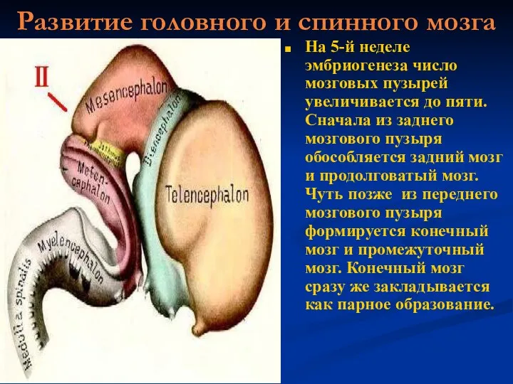 Развитие головного и спинного мозга На 5-й неделе эмбриогенеза число мозговых пузырей