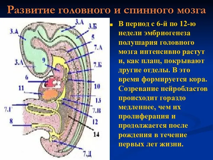 Развитие головного и спинного мозга В период с 6-й по 12-ю недели