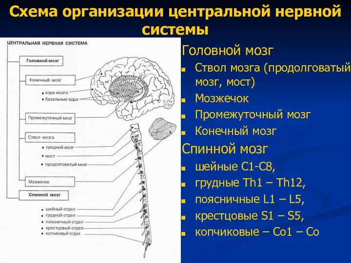 Схема организации центральной нервной системы Головной мозг Ствол мозга (продолговатый мозг, мост)