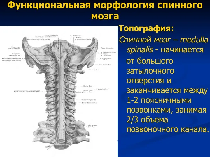Функциональная морфология спинного мозга Топография: Спинной мозг – medulla spinalis - начинается