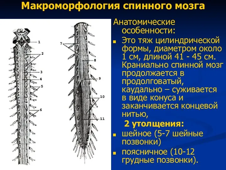 Макроморфология спинного мозга Анатомические особенности: Это тяж цилиндрической формы, диаметром около 1