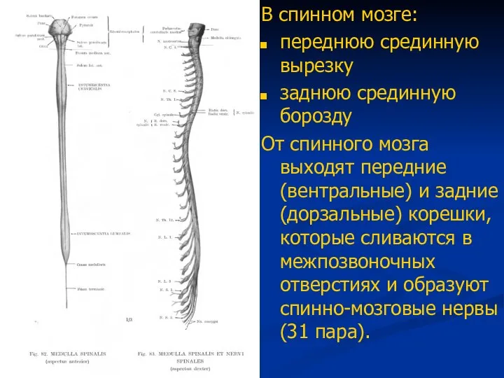 В спинном мозге: переднюю срединную вырезку заднюю срединную борозду От спинного мозга