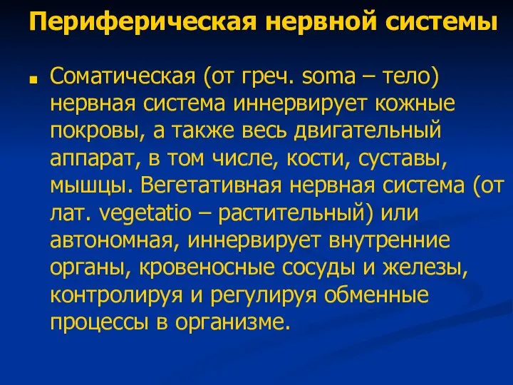 Периферическая нервной системы Соматическая (от греч. soma – тело) нервная система иннервирует