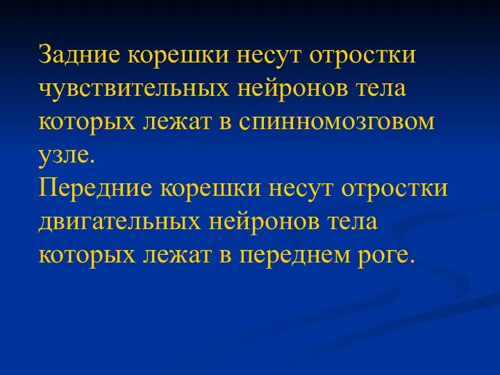 Задние корешки несут отростки чувствительных нейронов тела которых лежат в спинномозговом узле.