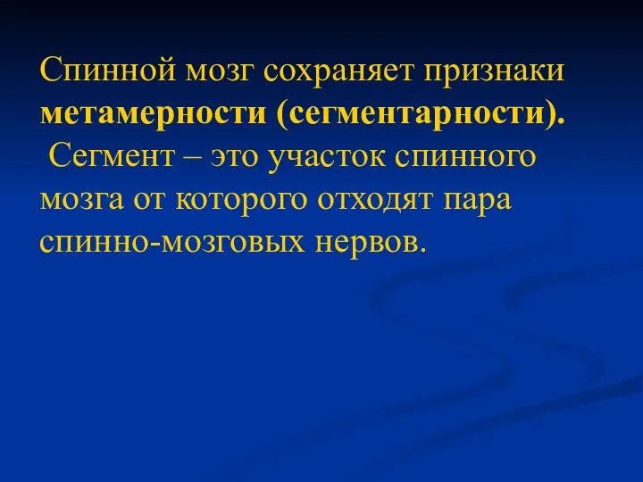 Спинной мозг сохраняет признаки метамерности (сегментарности). Сегмент – это участок спинного мозга