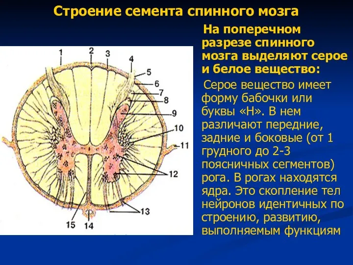 Строение семента спинного мозга На поперечном разрезе спинного мозга выделяют серое и