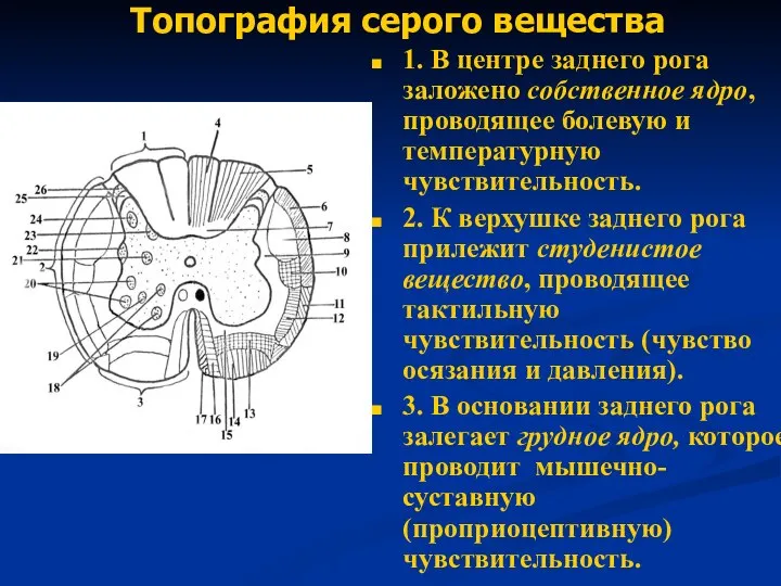 Топография серого вещества 1. В центре заднего рога заложено собственное ядро, проводящее