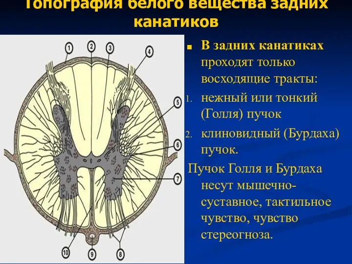 Топография белого вещества задних канатиков В задних канатиках проходят только восходящие тракты: