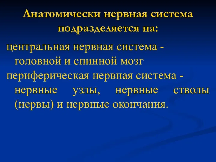 Анатомически нервная система подразделяется на: центральная нервная система - головной и спинной