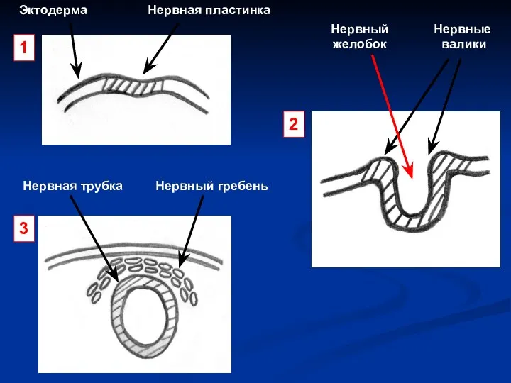 Эктодерма Нервная пластинка Нервные валики Нервный желобок Нервная трубка Нервный гребень 1 2 3