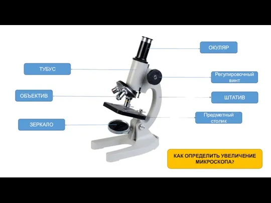 ОКУЛЯР Регулировочный винт Предметный столик ШТАТИВ ТУБУС ОБЪЕКТИВ ЗЕРКАЛО КАК ОПРЕДЕЛИТЬ УВЕЛИЧЕНИЕ МИКРОСКОПА?