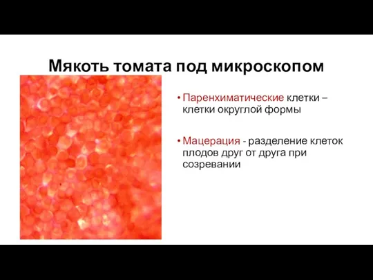 Мякоть томата под микроскопом Паренхиматические клетки – клетки округлой формы Мацерация -