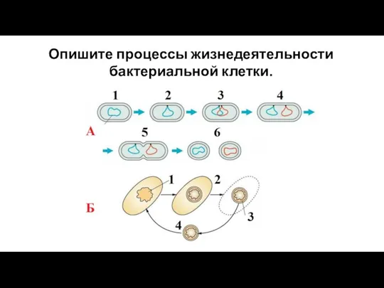 Опишите процессы жизнедеятельности бактериальной клетки.