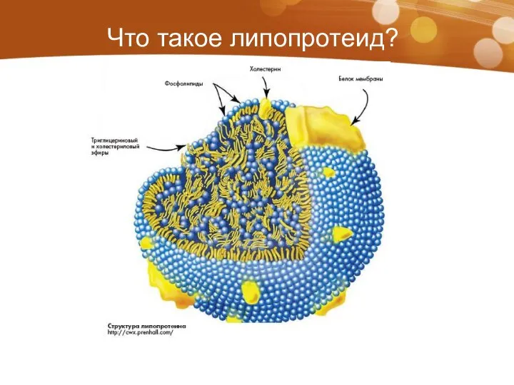 Что такое липопротеид?