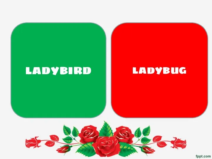 LADYBIRD LADYBUG
