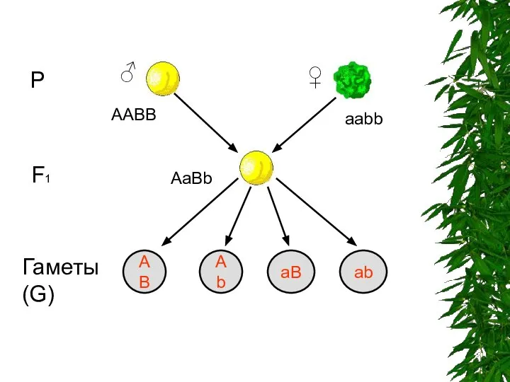 AB Ab aB ab Р ♂ ♀ AABB aabb F1 AaBb Гаметы (G)‏