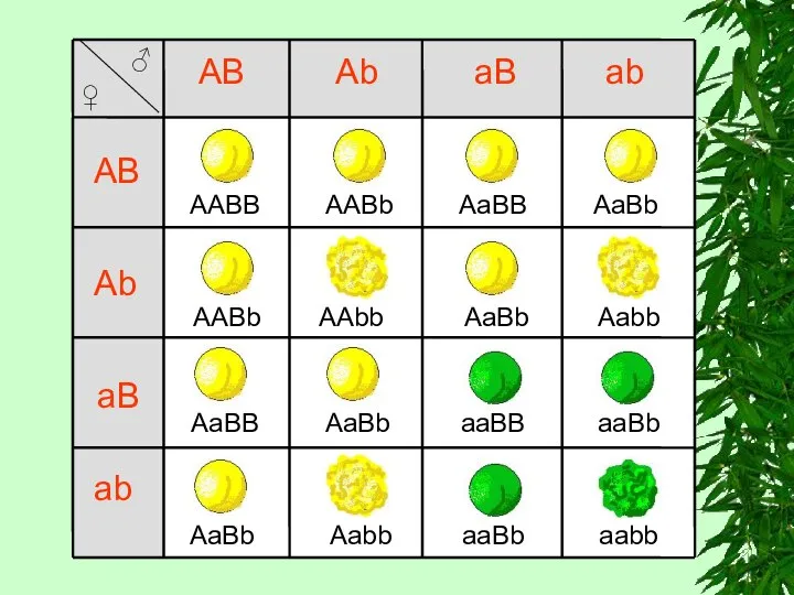 AABB AB Ab aB ab AB Ab aB ab AABb AaBB AaBb