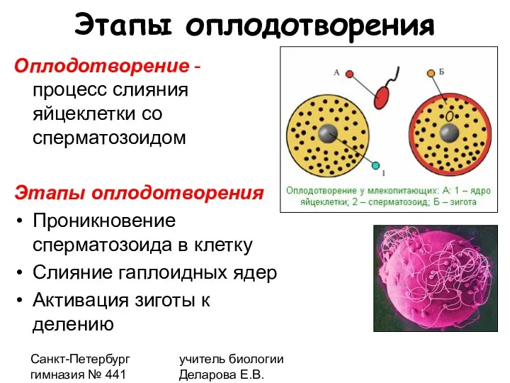 Санкт-Петербург гимназия № 441 учитель биологии Деларова Е.В. Этапы оплодотворения Оплодотворение -