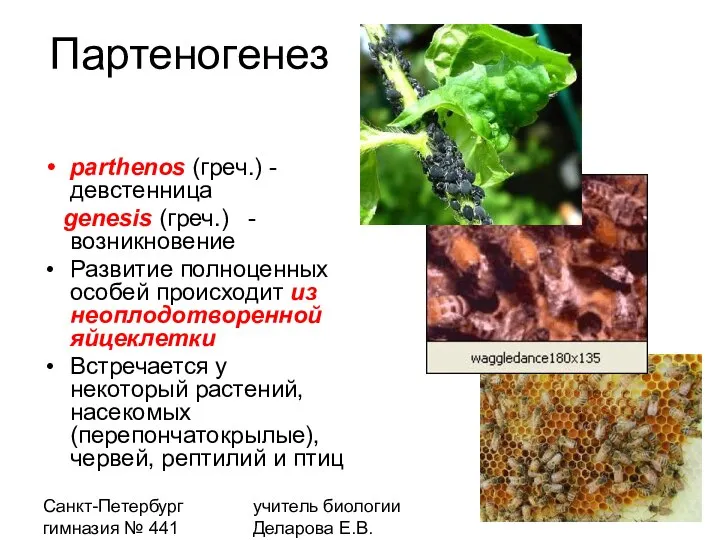 Санкт-Петербург гимназия № 441 учитель биологии Деларова Е.В. Партеногенез parthenos (греч.) -