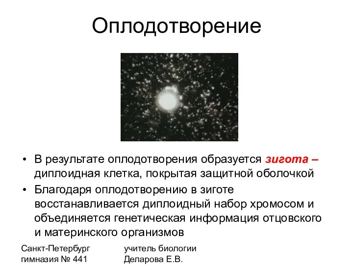 Санкт-Петербург гимназия № 441 учитель биологии Деларова Е.В. Оплодотворение В результате оплодотворения