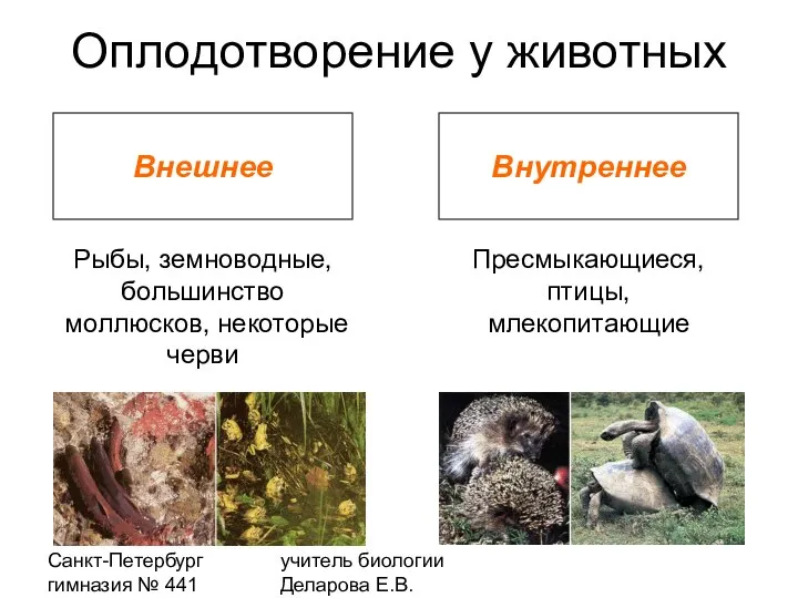 Санкт-Петербург гимназия № 441 учитель биологии Деларова Е.В. Оплодотворение у животных Внешнее