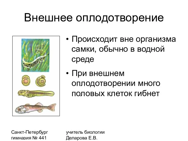 Санкт-Петербург гимназия № 441 учитель биологии Деларова Е.В. Внешнее оплодотворение Происходит вне