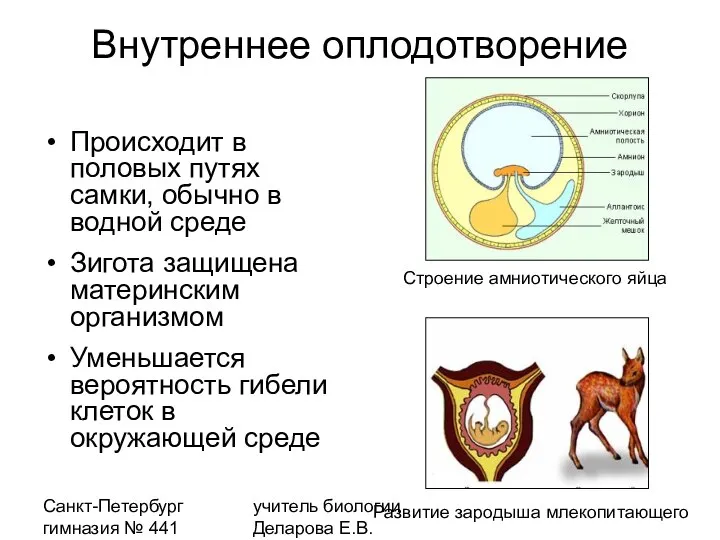 Санкт-Петербург гимназия № 441 учитель биологии Деларова Е.В. Внутреннее оплодотворение Происходит в