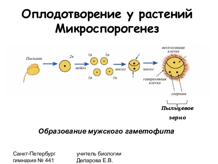 Санкт-Петербург гимназия № 441 учитель биологии Деларова Е.В. Оплодотворение у растений Микроспорогенез