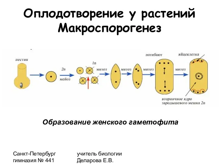 Санкт-Петербург гимназия № 441 учитель биологии Деларова Е.В. Оплодотворение у растений Макроспорогенез Образование женского гаметофита