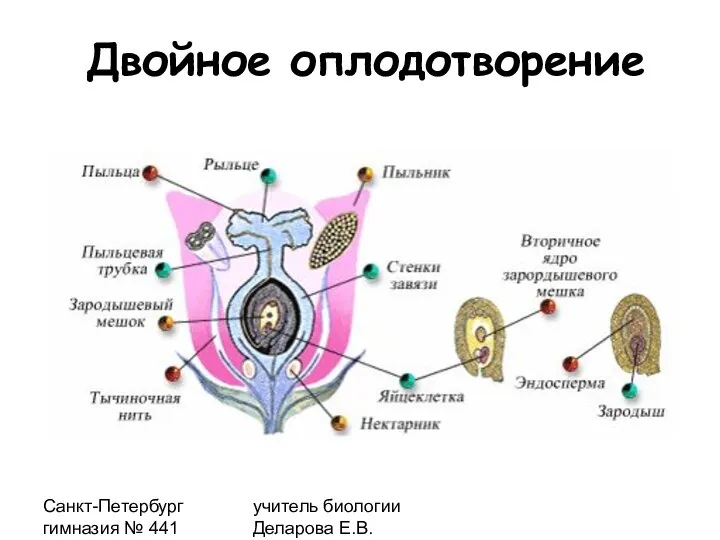 Санкт-Петербург гимназия № 441 учитель биологии Деларова Е.В. Двойное оплодотворение