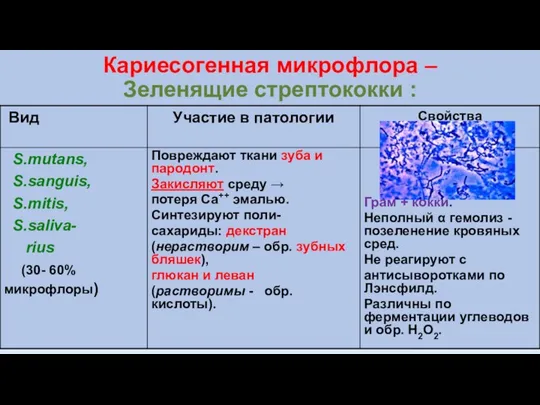 Кариесогенная микрофлора – Зеленящие стрептококки :
