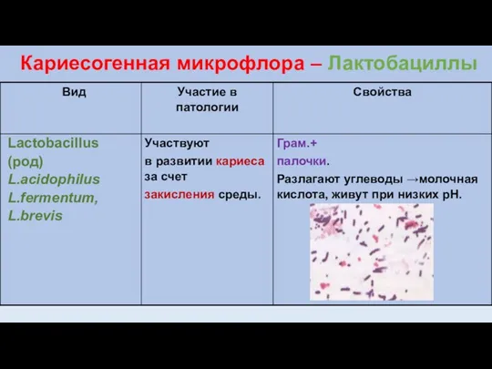 Кариесогенная микрофлора – Лактобациллы