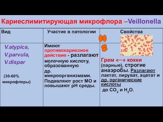 Кариеслимитирующая микрофлора –Veillonella