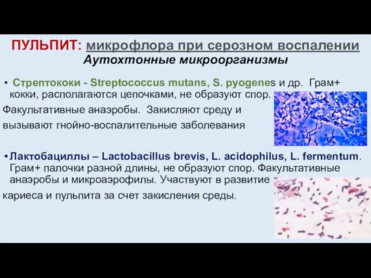 ПУЛЬПИТ: микрофлора при серозном воспалении Аутохтонные микроорганизмы Стрептококи - Streptococcus mutans, S.