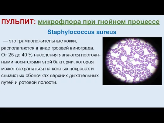 ПУЛЬПИТ: микрофлора при гнойном процессе Staphylococcus aureus — это грамположительные кокки, располагаются