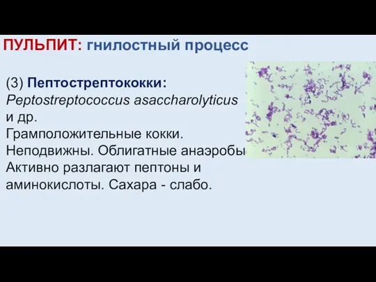 ПУЛЬПИТ: гнилостный процесс (3) Пептострептококки: Peptostreptococcus аsaccharolyticus и др. Грамположительные кокки. Неподвижны.