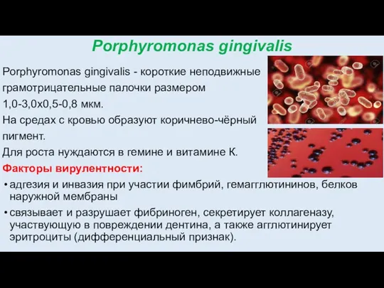 Porphyromonas gingivalis Porphyromonas gingivalis - короткие неподвижные грамотрицательные палочки размером 1,0-3,0x0,5-0,8 мкм.