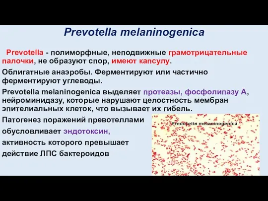 Prevotella melaninogenica Prevotella - полиморфные, неподвижные грамотрицательные палочки, не образуют спор, имеют