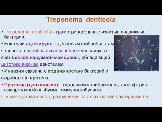 Treponema denticola Treponema denticola – грамотрицательные извитые подвижные бактерии. Бактерии адгезируют к