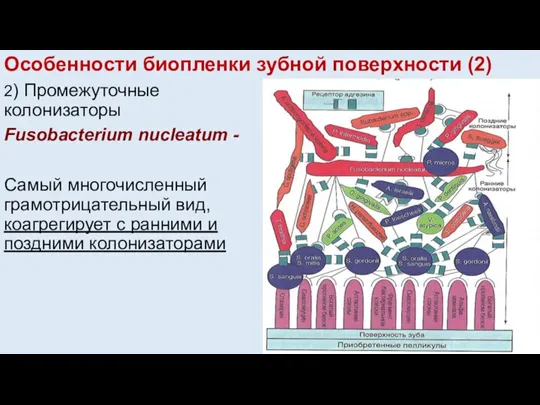 Особенности биопленки зубной поверхности (2) 2) Промежуточные колонизаторы Fusobacterium nucleatum - Самый