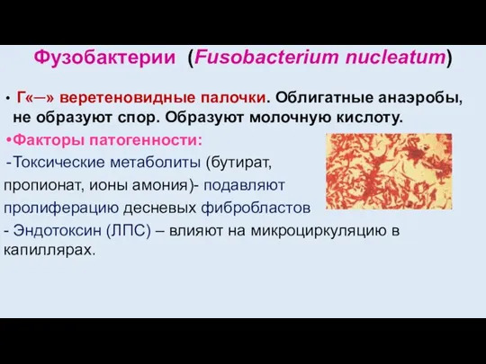 Фузобактерии (Fusobacterium nucleatum) Г«─» веретеновидные палочки. Облигатные анаэробы, не образуют спор. Образуют