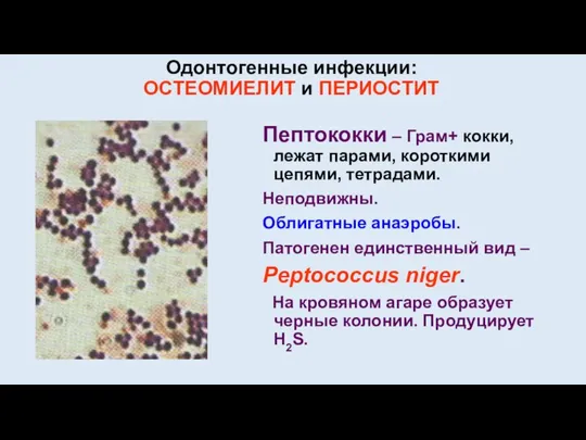 Одонтогенные инфекции: ОСТЕОМИЕЛИТ и ПЕРИОСТИТ Пептококки – Грам+ кокки, лежат парами, короткими