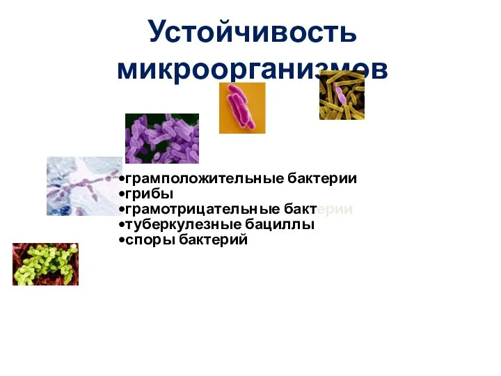 Устойчивость микроорганизмов грамположительные бактерии грибы грамотрицательные бактерии туберкулезные бациллы споры бактерий