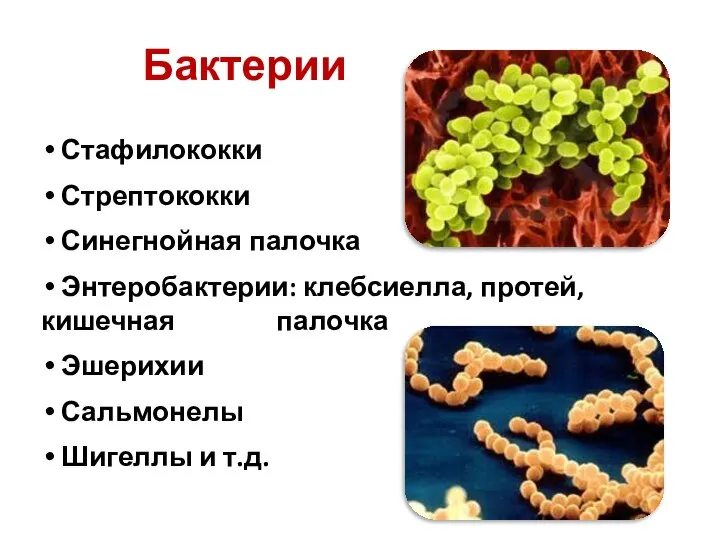 Бактерии Стафилококки Стрептококки Синегнойная палочка Энтеробактерии: клебсиелла, протей, кишечная палочка Эшерихии Сальмонелы Шигеллы и т.д.